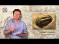 Mass Extinctions and Multicellularity Concepts