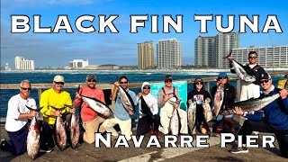 BLACK FIN TUNA