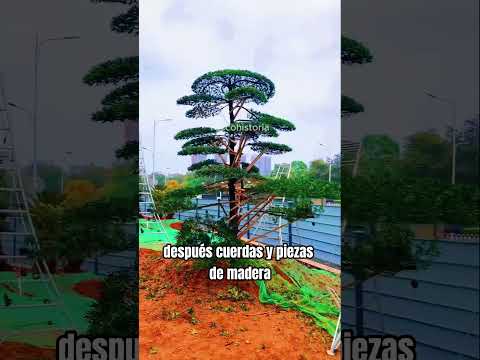 🌳✨ "El Arte Oculto de Moldear Árboles: ¿Belleza o Crueldad?" 🌱❓