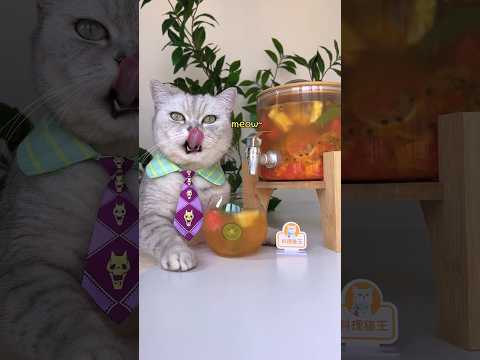 Cool Off With My Fresh Fruity Tea Mix!🍹🍉🍍 #catsofyoutube #foodlover #tiktok