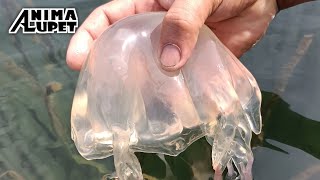 BOX JELLYFISH | Catch, Clean & Eat 😋