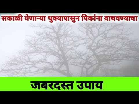 सकाळी येणाऱ्या धोक्यापासून आपल्या पिकांना वाचवण्यासाठी जबरदस्त उपाय..