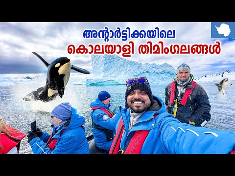 Antarctica 🇦🇶 #9 - കടലിലെ വേട്ടക്കാരൻ ഓർക്കാ | Killer Whales | Cuverville Island