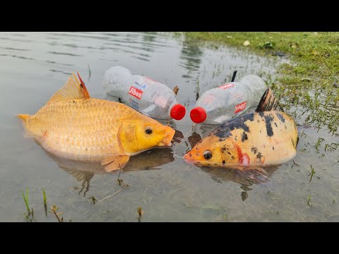 Bottle Fish Trap | Amazing Boy Catch Fish With Plastic Bottle