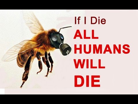 अगर मधुमक्खी खत्म तो दुनिया भी खत्म | If the whole honey bee finishes the end of human beings