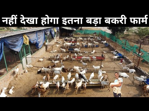 ऐसा शानदार बकरी फार्म देखकर मजा ना आए तो बोलना | Goat Farming Business Plan | Goat Farming in India