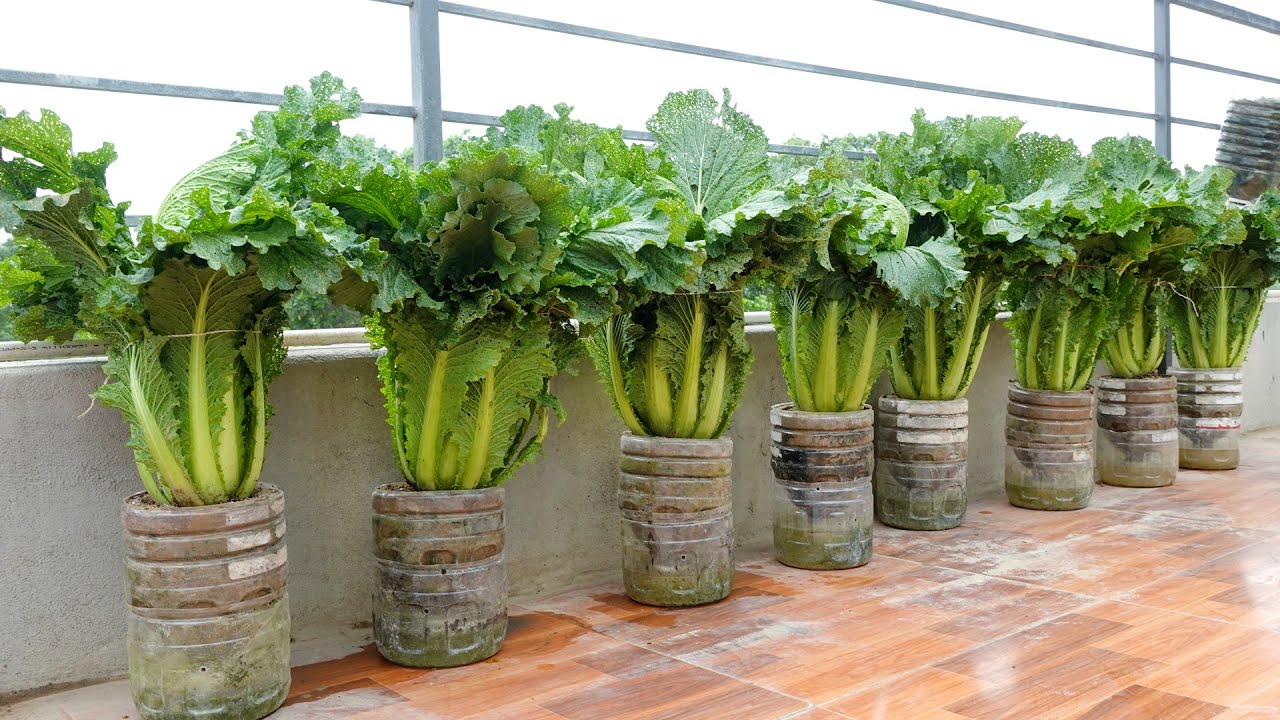 This Is A Way to Grow Vegetables For Lazy People, Without Watering, Little Care Requires