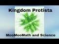 Kingdom Protista Characteristics and Examples