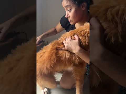 #12 Aaj to JANG jeet lee😄#shorts #ashortaday  #goldenretriever #minivlog