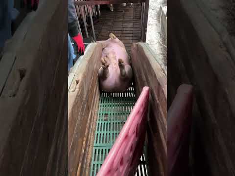 I Safely Loaded a Pig onto a Truck in JUST 10 Minutes