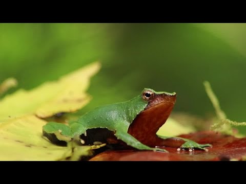 YouTube video thumbnail: Chile Steps up Action to Save Tiny Darwin's Frog on the Brink