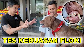 Tes Kebuasan Floki Di Usia 9 Tahun + Nostalgia
