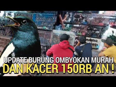 PASAR BURUNG ! OMBYOKAN DAN KACER 150RB DI OBRAL PENGHABISAN PASAR BURUNG PRAMUKA HARI INI