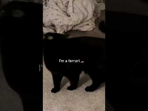 Cats Speaking English!🤣 Part 2