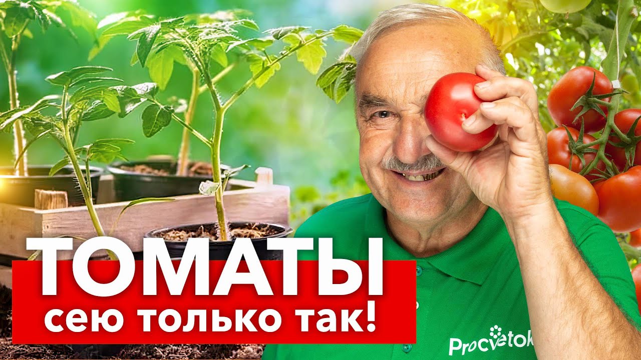 Теперь сею томаты только так! Рассада всегда коренастая, здоровая и урожай собираю ведрами