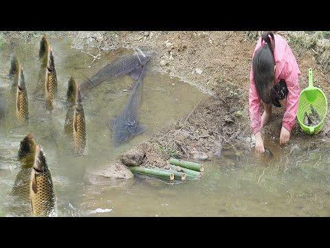 First experience of trapping stream fish with bamboo tubes#hoài tây farm