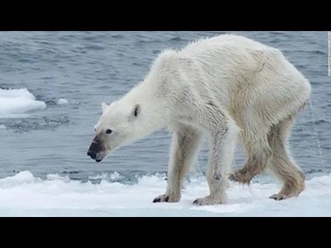 Polar Bear Dying From Global Warming - YouTube