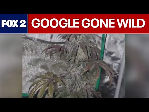 Taylor Police Google search reveals pictures of marijuana; Detroit mayoral candidates layout vision