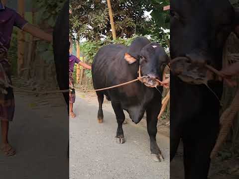 সিরাজগঞ্জের সবচেয়ে বড় গরু জাম্বু।২০২৫ কোরবানির বড় গরু