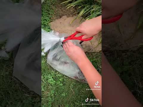 Viral TikTok of fish coming in the mail