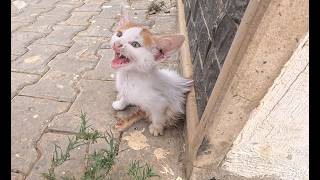 Paralyzed Stray Kitten Lizzy, unable to walk, meowed pitifully using his voice to attract notice
