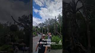 Pandora at Animal Kingdom Orlando #disneyland #disney #disneyparks #animalskingdom #disneyworld
