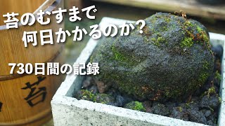 苔のむすまで何日かかるのか？730日間の地道な記録