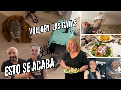 Esto se acaba ya +Las gatas vuelven a casa REACCIÓN