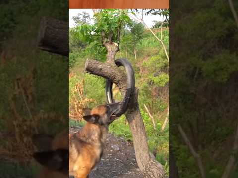 ഏത് തെണ്ടിയാണ് ഇത് ഇവിടെ വച്ചത്😡😥 #petlover #petdog #streetdog #funny #petcareprovider #pets