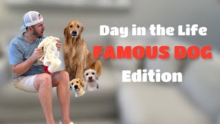 A Day in the Life of One of the Worlds Most Famous Dogs!