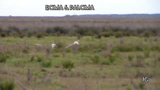 Galgos Vs Liebres 11 de JuLiio