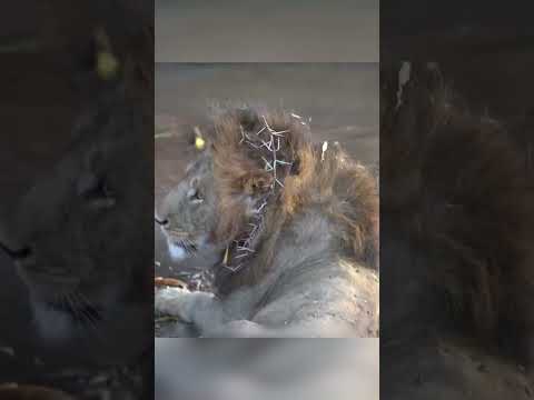 मौत से जंग शेरों की कहानी 😱 | #shorts #viralvideo #animalrescue