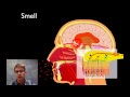 Understanding the Sensory System