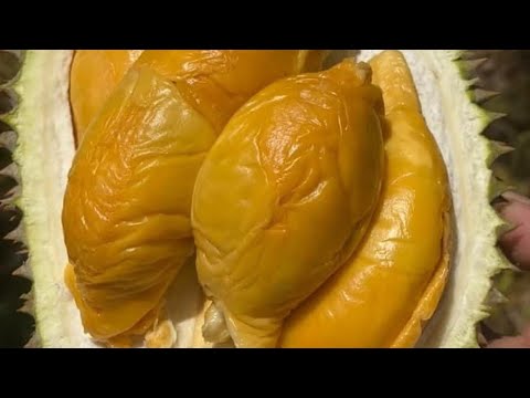 Pohon durian super tembaga dan bawor