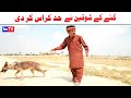 Number Daar Kutay Ka Shoqen Noori  Top Funny Video  New Funny Punjabi Comedy Video 2024 You Tv HD