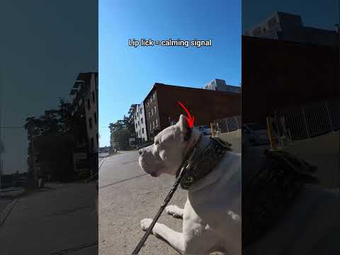 who is the best dog trainer in the world?