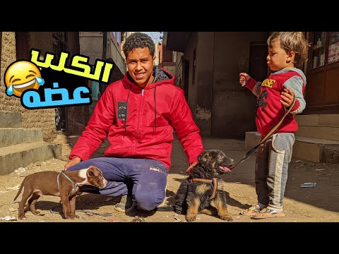 نزلت هانتر الشارع لاول مرة وقابل كلب جيرمن واتعض 😱 شوفو ردة فعله ايه !!