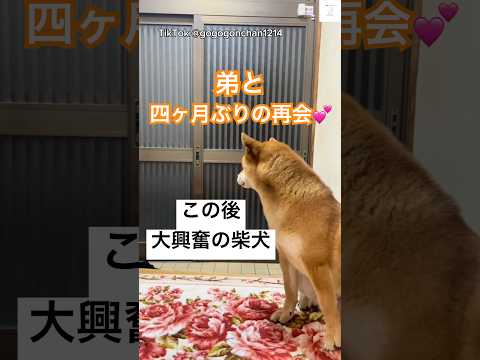 大興奮⁉️大好きな弟と四ヶ月ぶりの再会💕 #柴犬 #犬 #かわいい犬 #かわいい #犬のいる暮らし