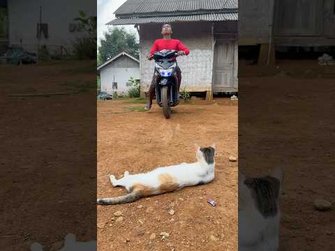 menyelamatkan kucing