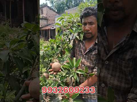 ৩৫০০ টাকা দামের সবেদা গাছ। #shorts