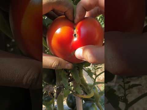 ردة فعل المزارع لما فتح حبة البندورة 🍅😅