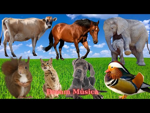 Cute Animal Sounds: Coe, Horse, Elephant, Cat, Dog, Duck - Animal Moments