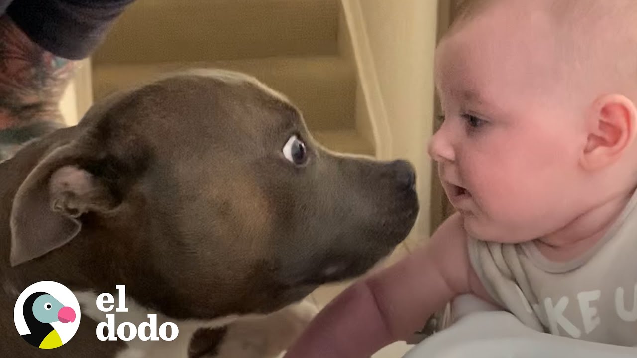 Este perrito se emociona mucho con su hermanita nueva