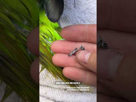 I found something really interesting while preening Paco #featherpreening #pinfeathers