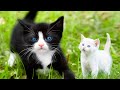 Understanding Cat Characteristics and Behavior