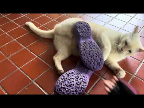 Cat favorite slipper toy