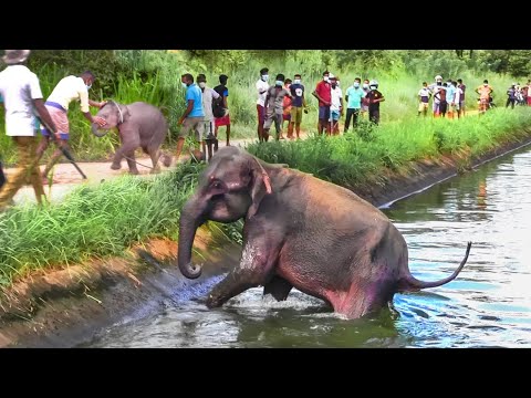 A Touching Family Reunion : Humans Rescue an Elephant Family from a Canal
