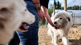 From Filthy to Fluffy: My Farm Dog's Spring Makeover