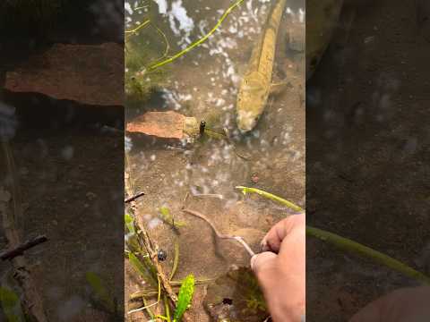 मिनी पोंड पूरा भर गया #shorts #viral #trending #fish #fishing #machliwala #minivlog #snakehead #pond