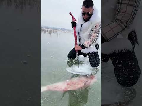 Huge red fish in ice😰